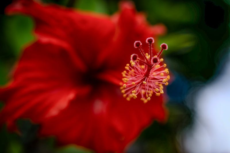 Hibiscus agua fresca with lime slices
